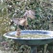 Un cas de lynchage mortel chez le Moineau domestique