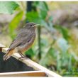 Rougequeue noir juvénile au jardin potager