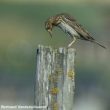 Distinguer les Pipits farlouse et des arbres