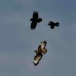 Buse variable chassée par deux corneilles