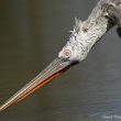 Pélican frisé dans le Parc des Oiseaux