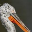 Pélican frisé dans le Parc des Oiseaux