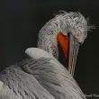 Pélican frisé dans le Parc des Oiseaux