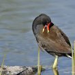 Gallinule poule-d’eau faisant sa toilette