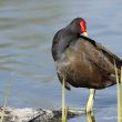 Gallinule poule d’eau faisant sa toilette