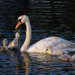 Famille de cygnes au petit matin