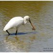 Spatule blanche et écrevisse de Louisiane