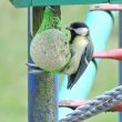 Mésange charbonnière