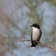 Gobe-mouche noir mâle en Camargue