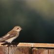 Gobe-mouche noir femelle en Camargue