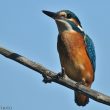 Martin-pêcheur d’Europe en Camargue