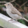 Moineau domestique femelle