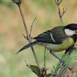 Mésange charbonnière