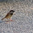 Moineau domestique mâle