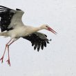 Cigogne blanche sous la neige