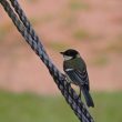 Mésange charbonnière