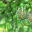 Mésange huppée très affamée