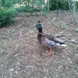 Canard colvert en promenade