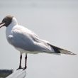 Mouette rieuse