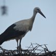 Cigogne blanche