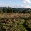 Balade ornithologique dans la lande sèche du puy de Taphaleschas (Corrèze)