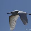 Aigrette garzette