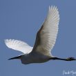 Aigrette garzette