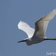 Aigrette garzette