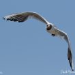 Mouette rieuse