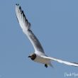 Mouette rieuse