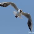 Mouette rieuse