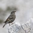 Accenteur alpin de la sous-espèce dolomiti