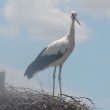 Cygne tuberculé