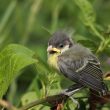 Mésange charbonnière juvénile