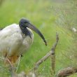 Ibis sacré au repos en Camargue