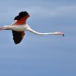 Flamant rose en vol