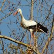 Cigogne blanche