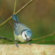 Mésange bleue