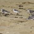 Bécasseaux sanderlings