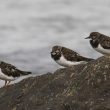 Trio de tournepierres à collier