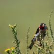 Chardonneret élégant mâle