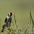 Chardonneret élégant mâle