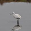 Grande Aigrette et petite pêche