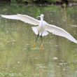 L’Aigrette garzette « fait sa star »