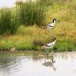 Papa et maman avocettes