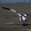 Avocette élégante