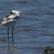 Avocette élégante