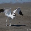 Avocette élégante