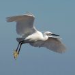 Aigrette garzette à la pointe du Conguel