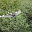 Aigrette garzette au décollage